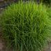 Carex muskingumensis 'Little Midge' (Turzyca palmowa)